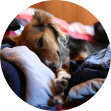 Bild des Benutzers LILO