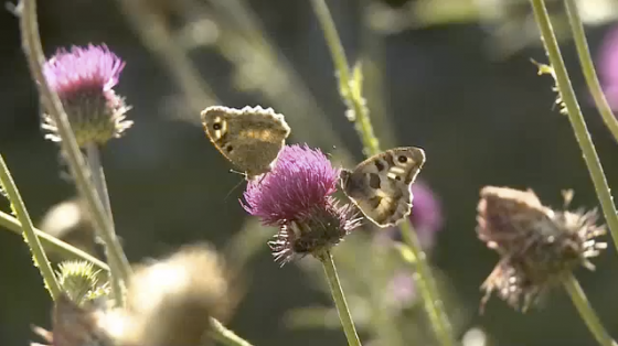 Der Felsenfalter im Val Müstair